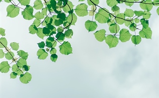 Barbara Ann Siegel, Former AHIMA President, Dies at 71